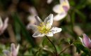 Flora: Wood Anemone (Anemone nemorosa)